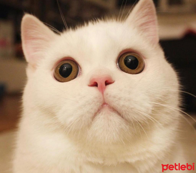 British Shorthair, Kedi  Casper fotoğrafı