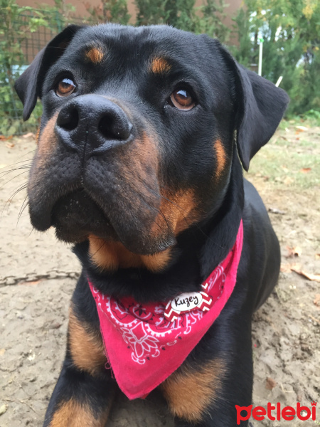 Rottweiler, Köpek  Kuzey fotoğrafı