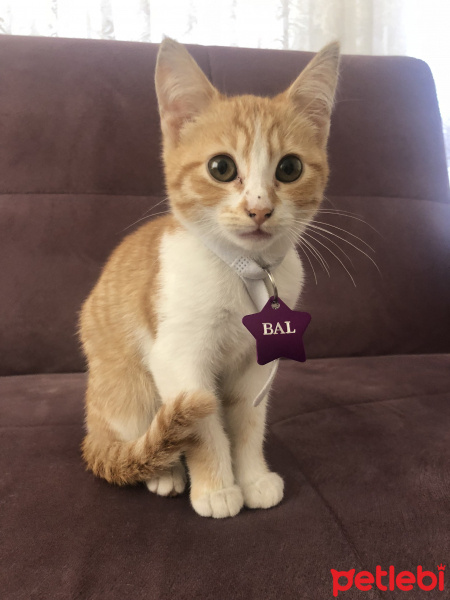 Tekir Kedi, Kedi  Bal Atik Demir fotoğrafı