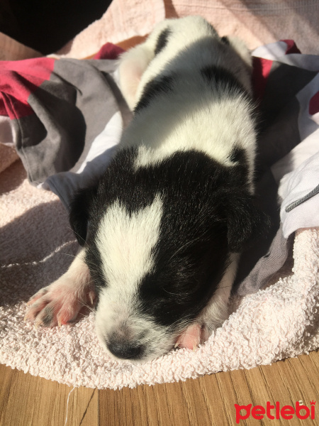 Maltese, Köpek  cokcok fotoğrafı