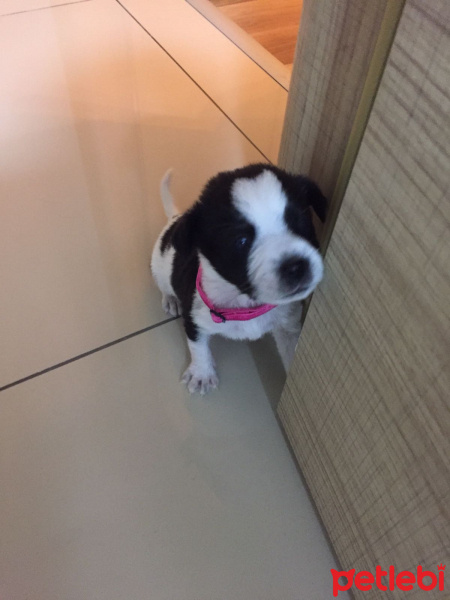 Maltese, Köpek  cokcok fotoğrafı