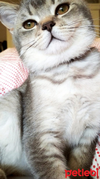 British Shorthair, Kedi  Çiko fotoğrafı