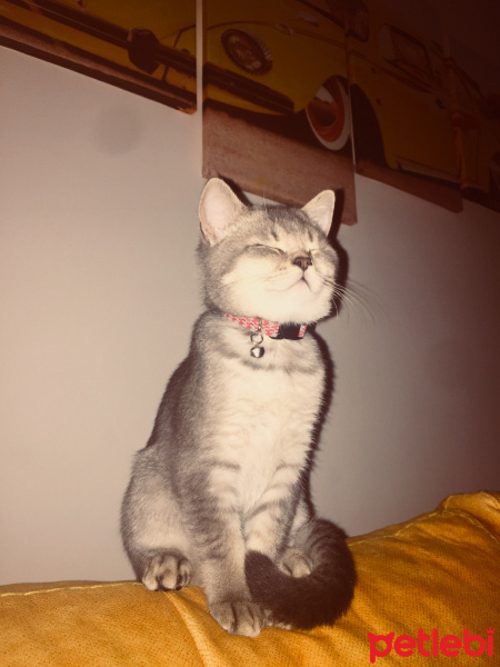British Shorthair, Kedi  Çiko fotoğrafı