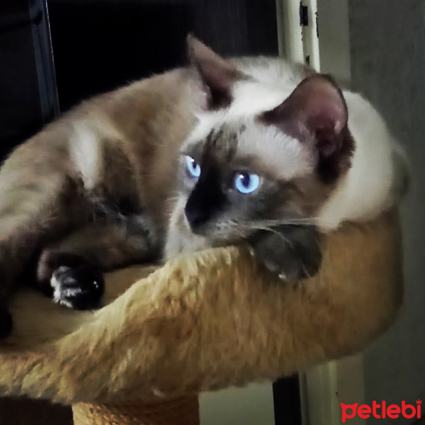 Siyam Kedisi, Kedi  Prenses fotoğrafı