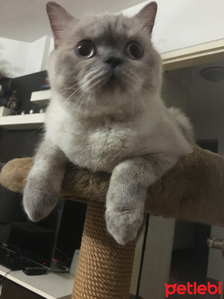British Shorthair, Kedi  Zeyna fotoğrafı