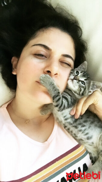 Tekir Kedi, Kedi  Fiu fotoğrafı