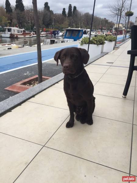 Labrador Retriever, Köpek  Pasa fotoğrafı