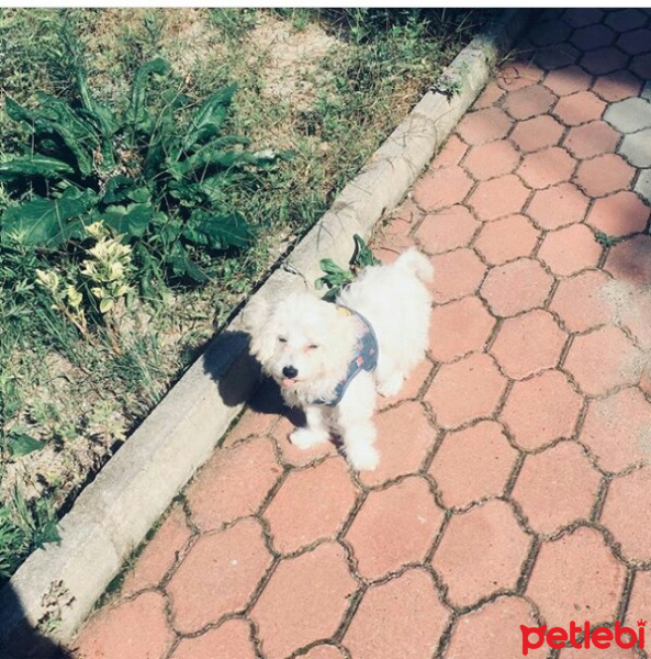 Maltese, Köpek  Arya fotoğrafı