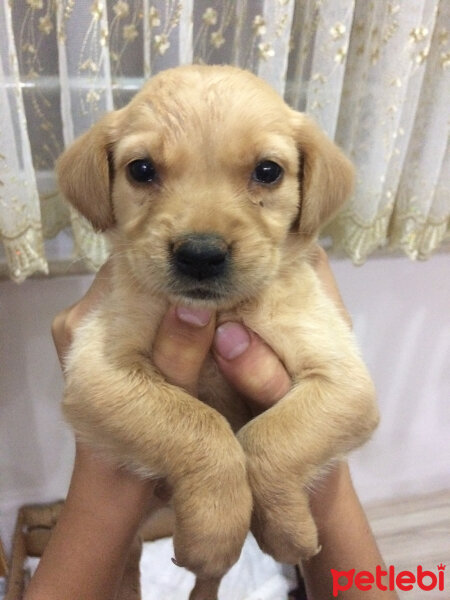 Golden Retriever, Köpek  Shila fotoğrafı