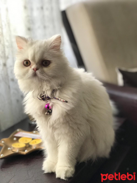 İran Kedisi (Persian), Kedi  Venüs fotoğrafı