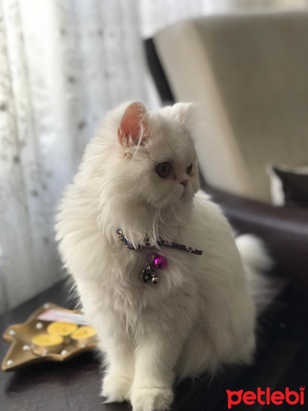 İran Kedisi (Persian), Kedi  Venüs fotoğrafı