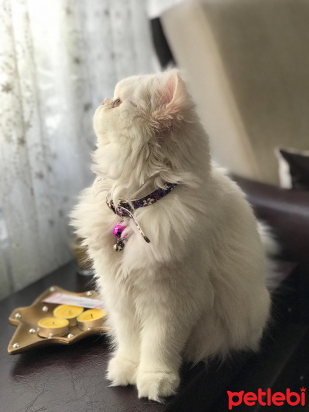 İran Kedisi (Persian), Kedi  Venüs fotoğrafı