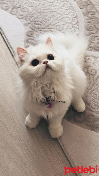 İran Kedisi (Persian), Kedi  Venüs fotoğrafı