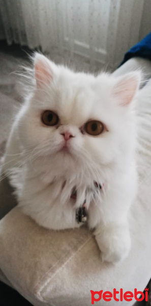 İran Kedisi (Persian), Kedi  Venüs fotoğrafı