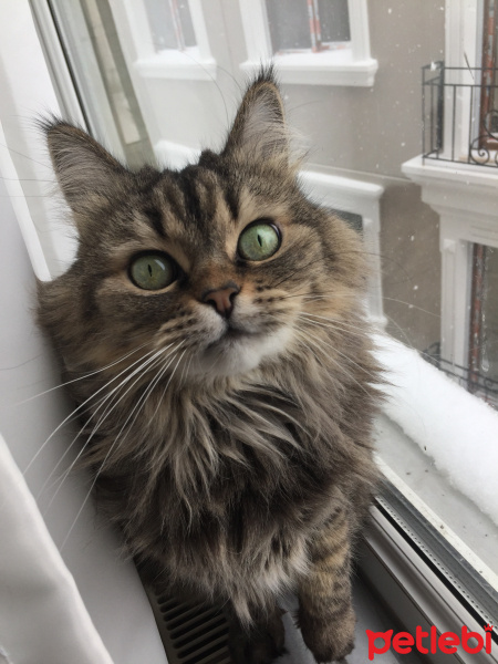 Tekir Kedi, Kedi  Felix (felikis) fotoğrafı