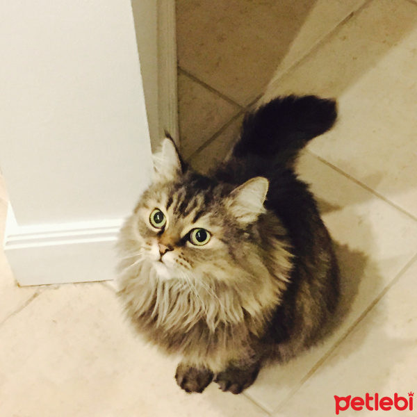 Tekir Kedi, Kedi  Felix (felikis) fotoğrafı