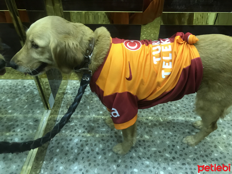 Golden Retriever, Köpek  Daisy fotoğrafı
