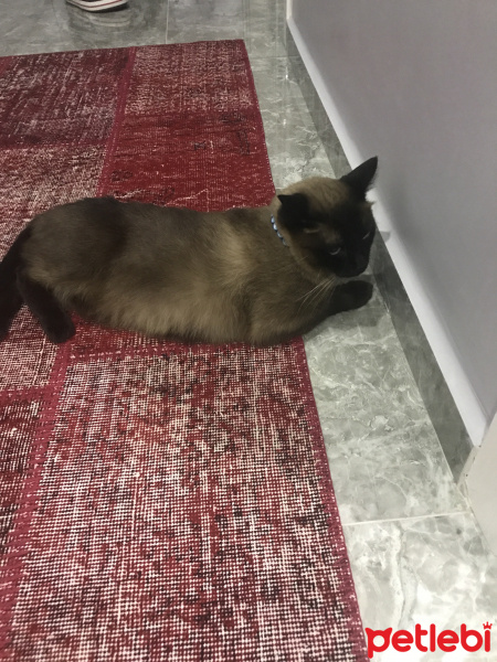 Siyam Kedisi, Kedi  Pati fotoğrafı