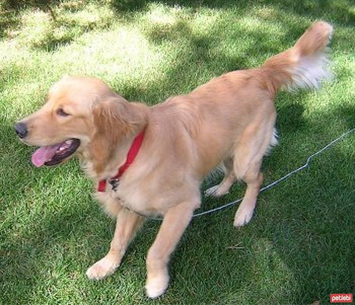 Golden Retriever, Köpek  MİŞA fotoğrafı
