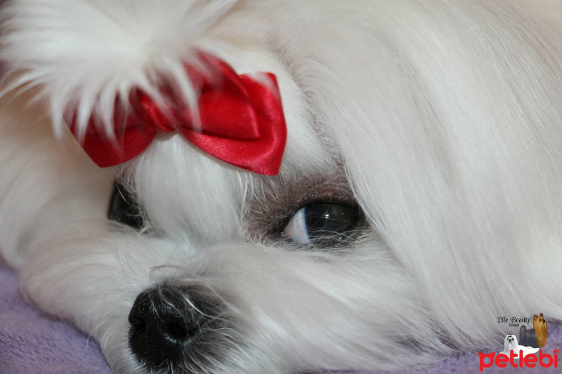 Maltese, Köpek  Lily fotoğrafı