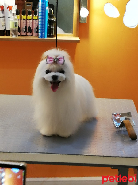 Maltese, Köpek  Lily fotoğrafı