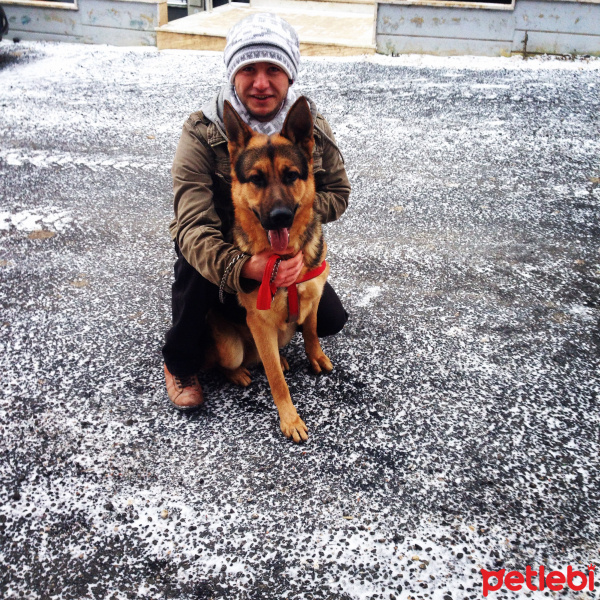 Alman Çoban Köpeği, Köpek  sezar fotoğrafı