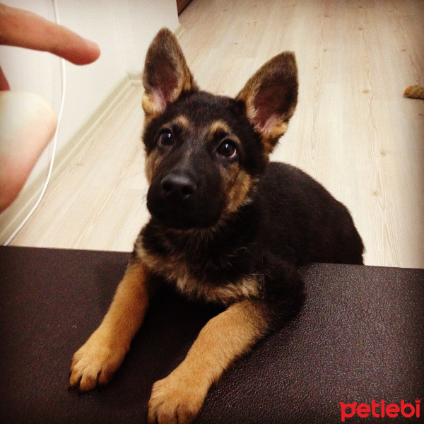 Alman Çoban Köpeği, Köpek  sezar fotoğrafı
