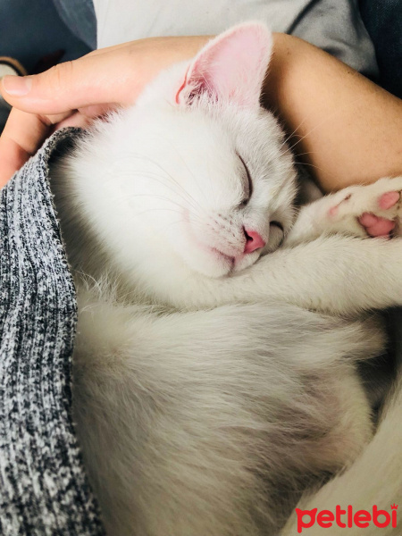 İran Kedisi (Persian), Kedi  Isabel ceku fotoğrafı