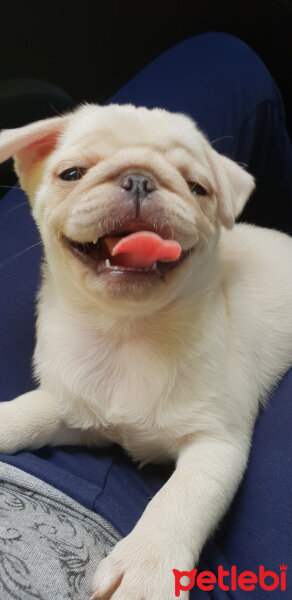 Pug, Köpek  Angel fotoğrafı