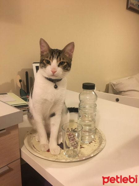 Tekir Kedi, Kedi  pickle fotoğrafı