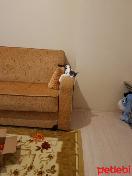 Tekir Kedi, Kedi  Luna fotoğrafı