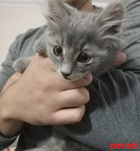 Tekir Kedi, Kedi  Leo fotoğrafı