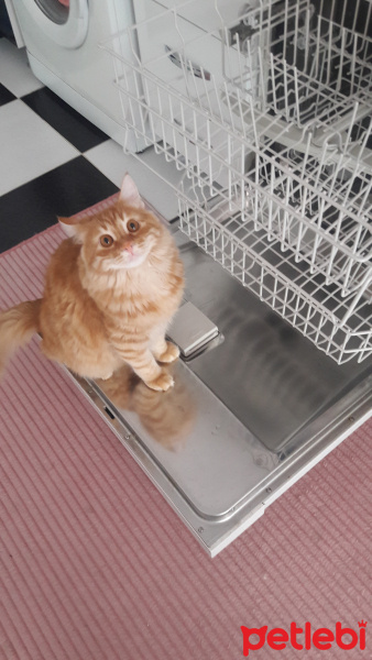 Tekir Kedi, Kedi  Aslan fotoğrafı