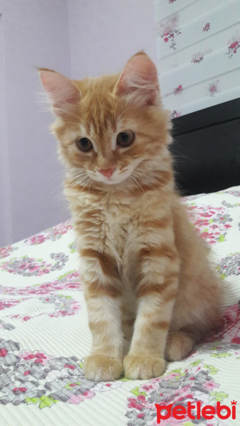 Tekir Kedi, Kedi  Aslan fotoğrafı