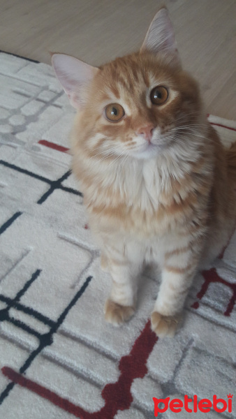 Tekir Kedi, Kedi  Aslan fotoğrafı
