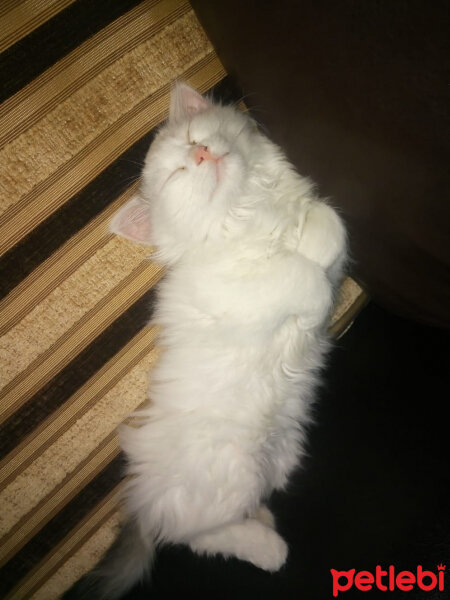 Tekir Kedi, Kedi  Çaki fotoğrafı