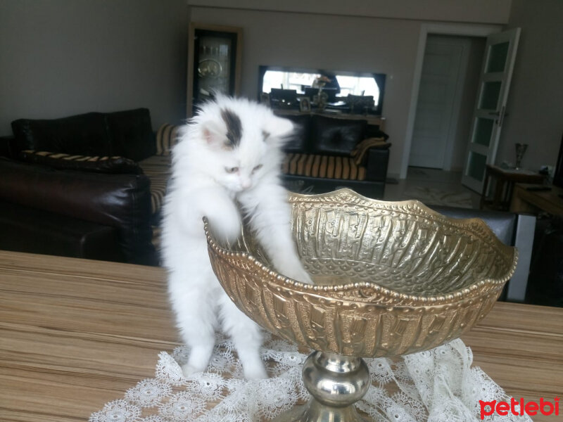 Tekir Kedi, Kedi  Çaki fotoğrafı