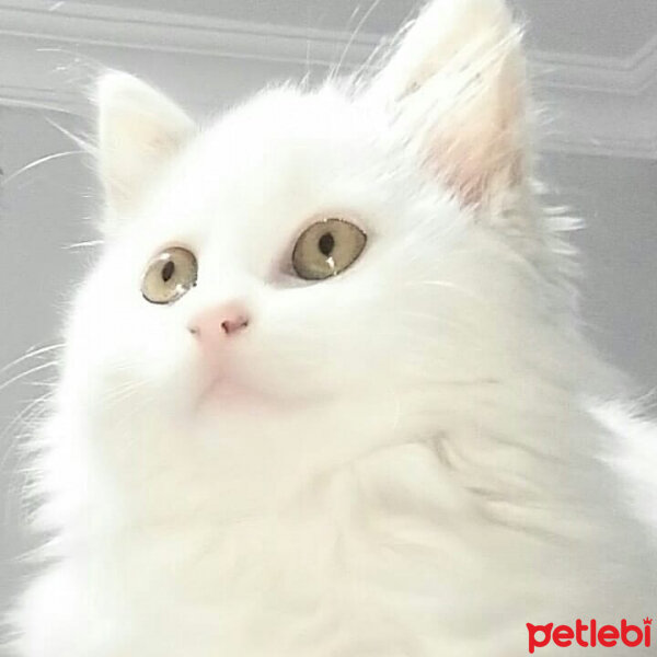 Tekir Kedi, Kedi  Çaki fotoğrafı