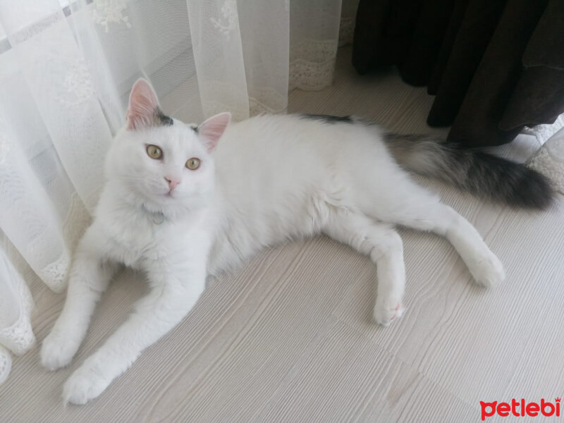 Tekir Kedi, Kedi  Çaki fotoğrafı