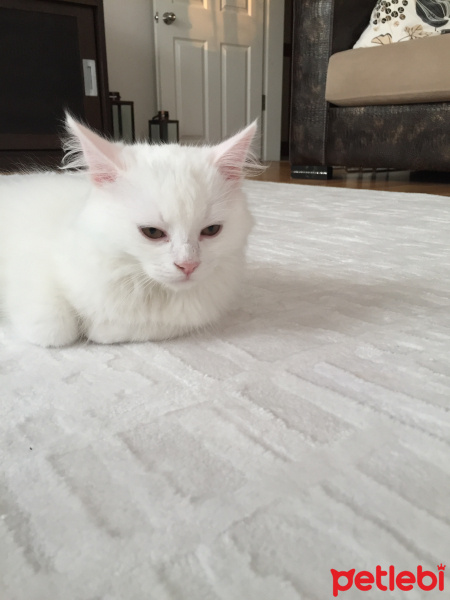 Chinchilla, Kedi  Pişmaniye fotoğrafı