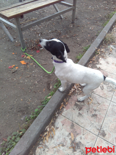 Jack Russell Terrier, Köpek  Juni fotoğrafı