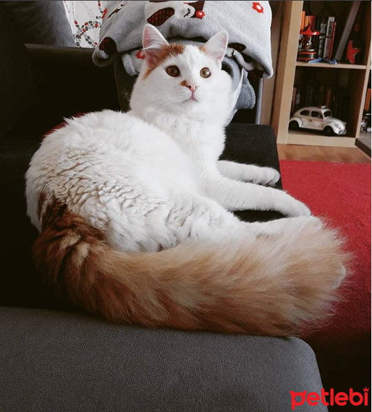 Van Kedisi, Kedi  Bruno fotoğrafı