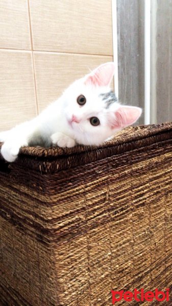 Scottish Fold, Kedi  Thor fotoğrafı
