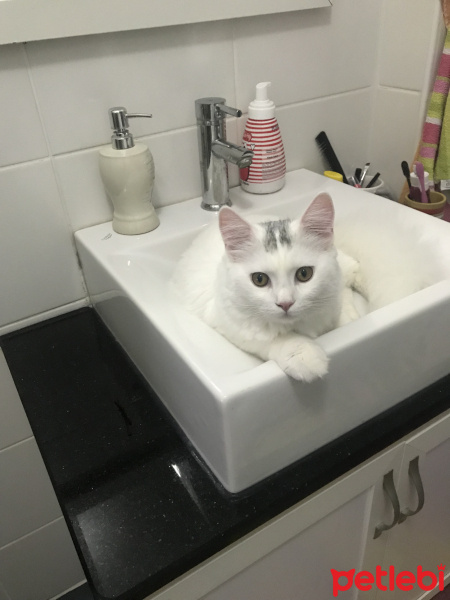 Scottish Fold, Kedi  Thor fotoğrafı