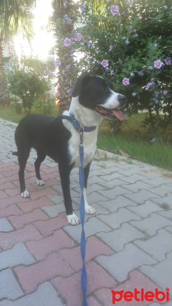 Dogo Arjantin, Köpek  kontes fotoğrafı