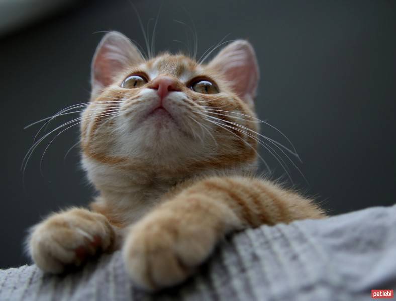 Tekir Kedi, Kedi  Sunny fotoğrafı