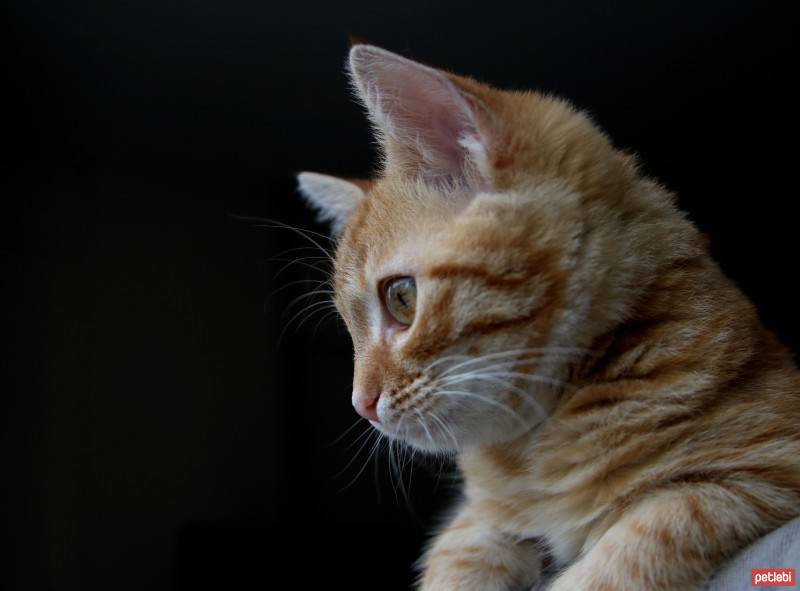 Tekir Kedi, Kedi  Sunny fotoğrafı