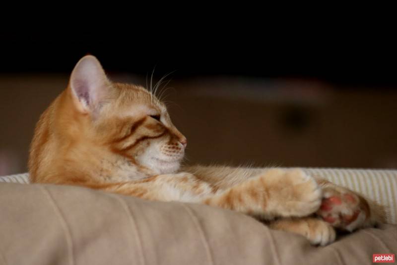 Tekir Kedi, Kedi  Sunny fotoğrafı