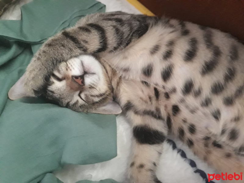 Tekir Kedi, Kedi  Poka fotoğrafı