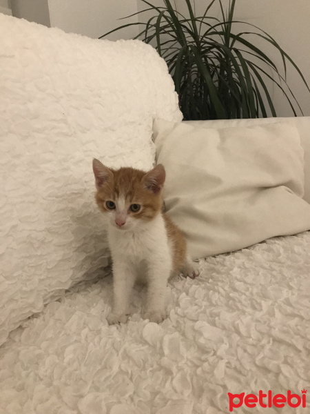 Tekir Kedi, Kedi  Minnoş fotoğrafı